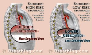 Breathing Mechanics Related to Liver 2
